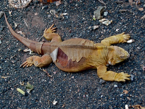 land iguana Galapagos