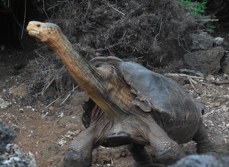 Galapagos Tortoise w/ long neck
