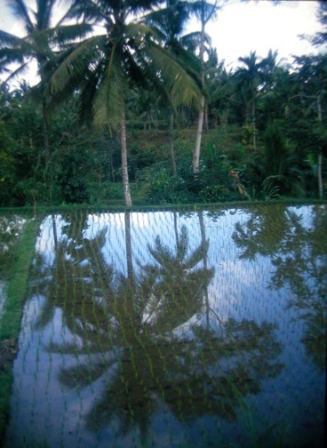 rice field on Bali