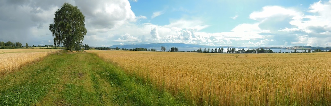 Ringnes wheat field