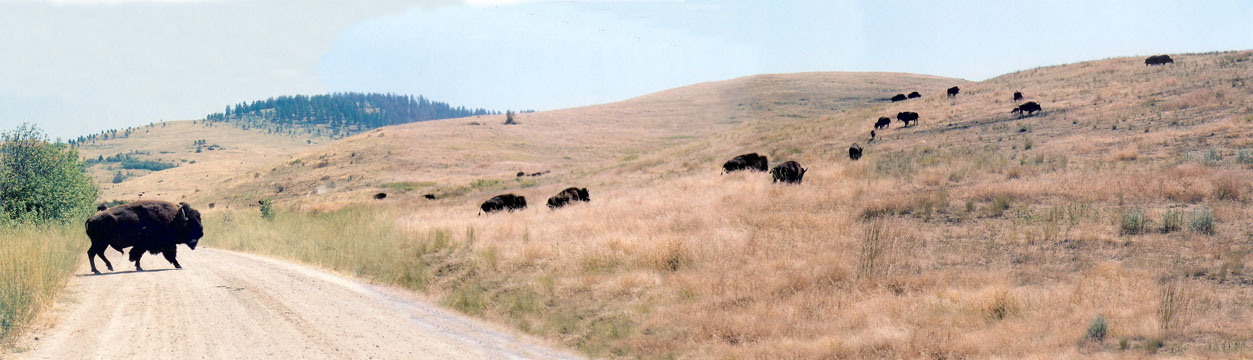 Buffalo of the National Bison Range